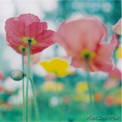 �ӡ��ӡ���ͼ�����������ˡ�����