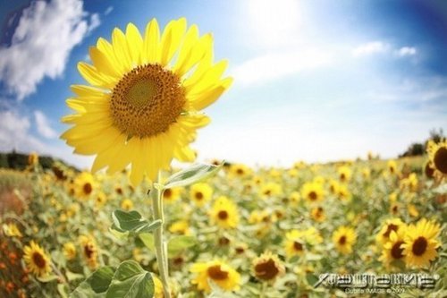 一心一意,是世界上最温柔的力量 (6)