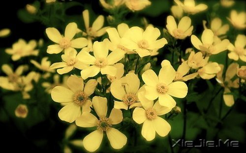 ѡ��������£�ڹ�Ϳ��������� (8)