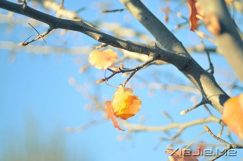 心似莲开,清风自来 (5)