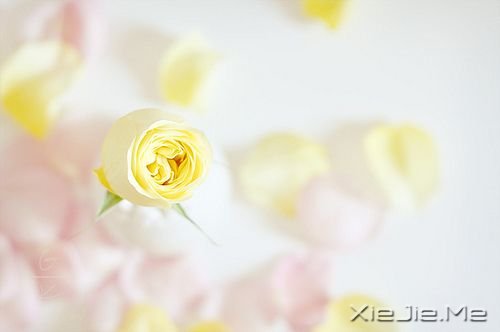 ���������������ˮ�����ĵף��۾�ֻ��һ��СС�ĳ��� (8)