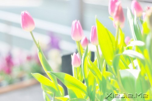 ���֣���ֻ�ܸ��𾫲ʣ��������а���