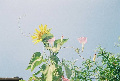 文字:八味人生良药 (8)